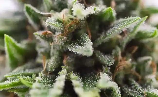 plante cbd
